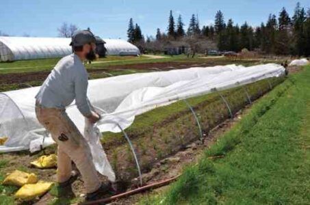 Try Quick Hoops: Easy-to-Make Mini-Greenhouses Image